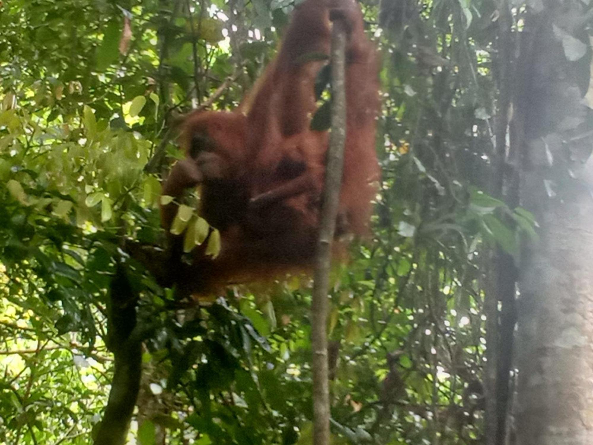 Jungle Treking & Jungle Tour If You Want To Stay Here,You Must Book Treking Only With Us Bukit Lawang Kültér fotó