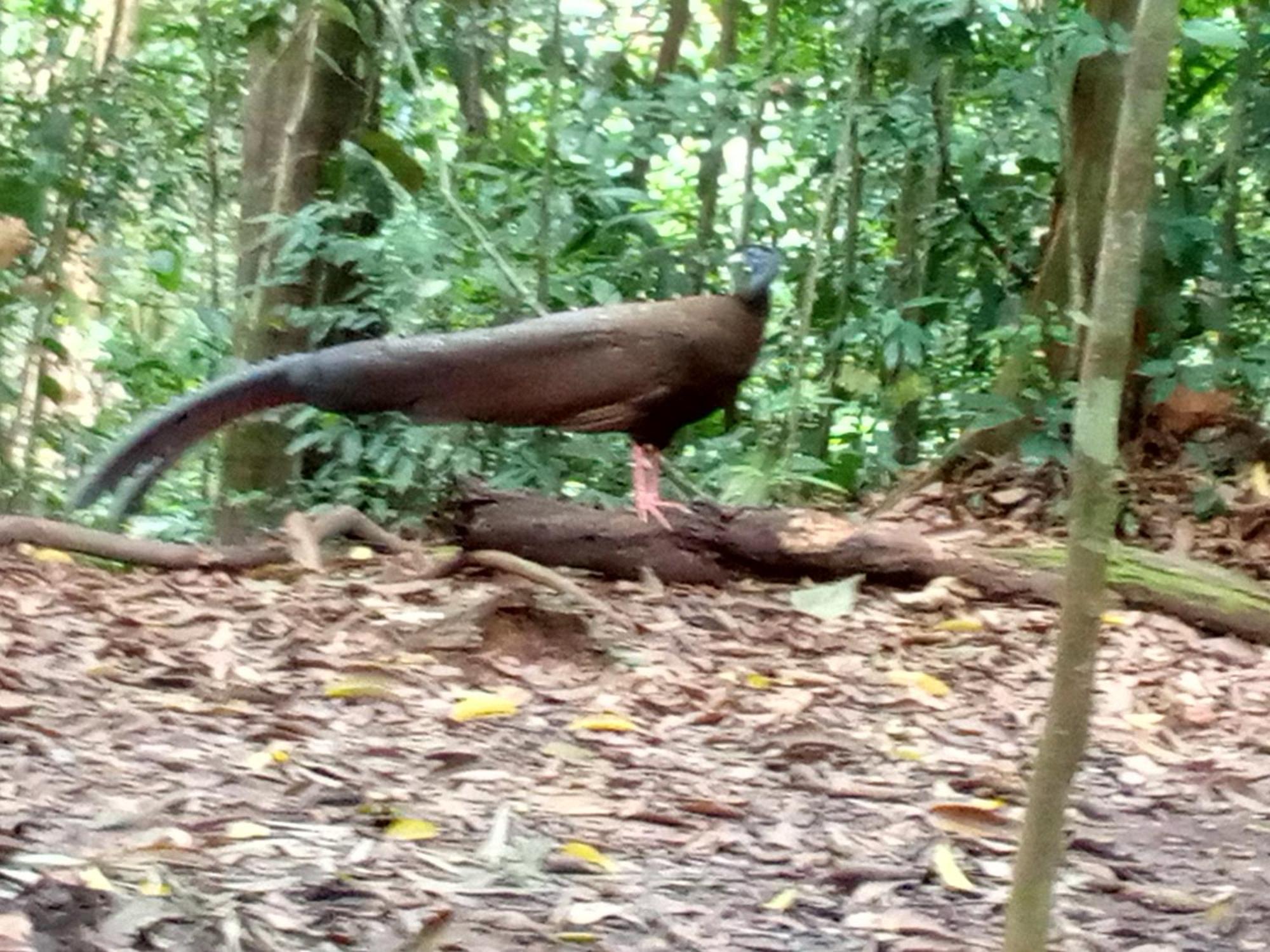 Jungle Treking & Jungle Tour If You Want To Stay Here,You Must Book Treking Only With Us Bukit Lawang Kültér fotó