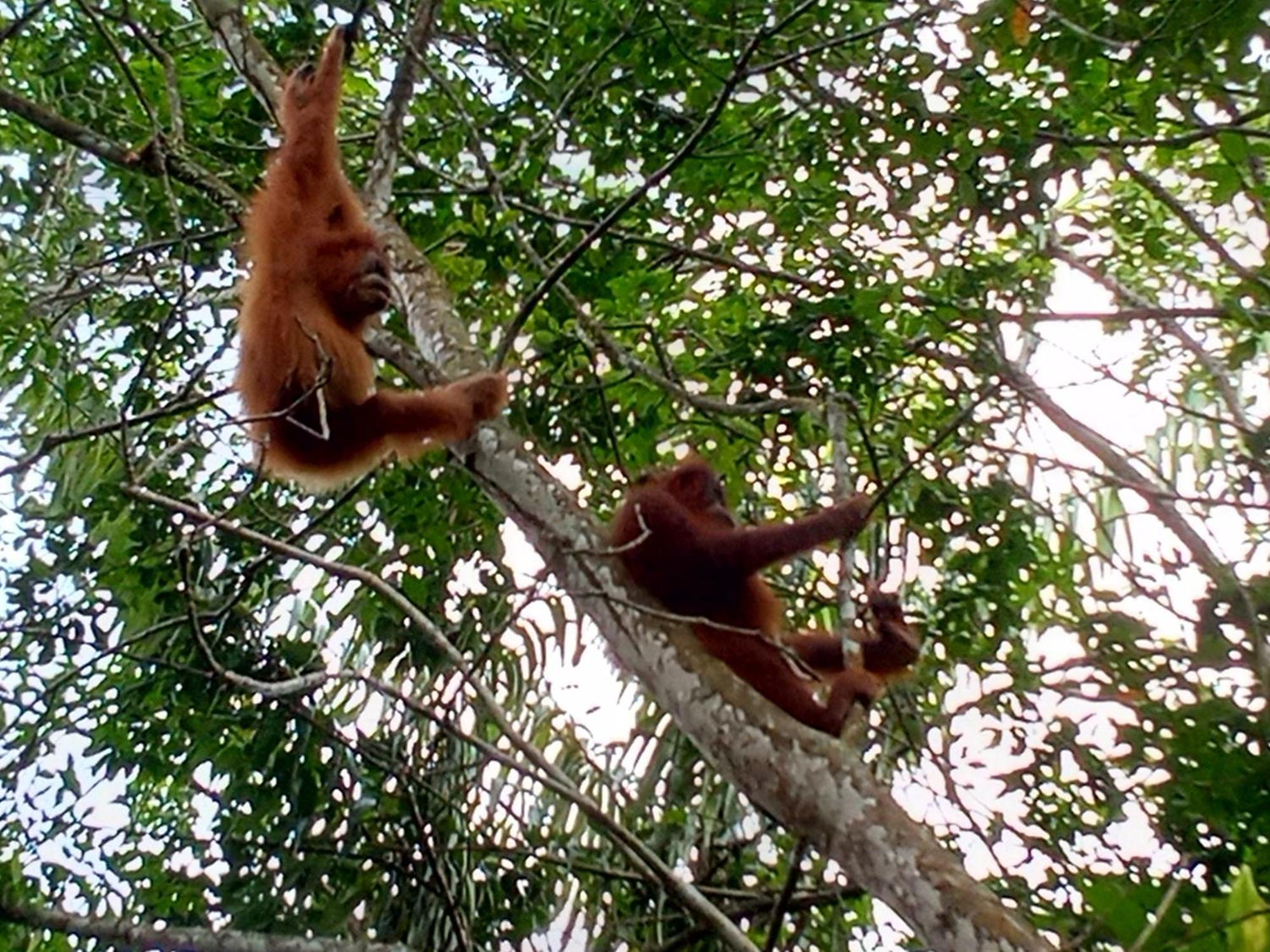 Jungle Treking & Jungle Tour If You Want To Stay Here,You Must Book Treking Only With Us Bukit Lawang Kültér fotó