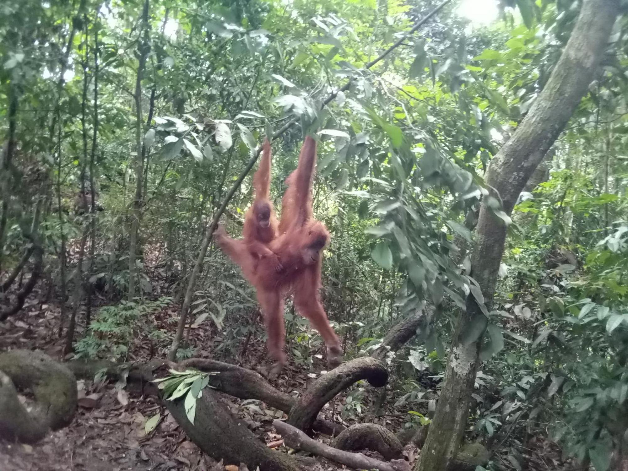 Jungle Treking & Jungle Tour If You Want To Stay Here,You Must Book Treking Only With Us Bukit Lawang Kültér fotó