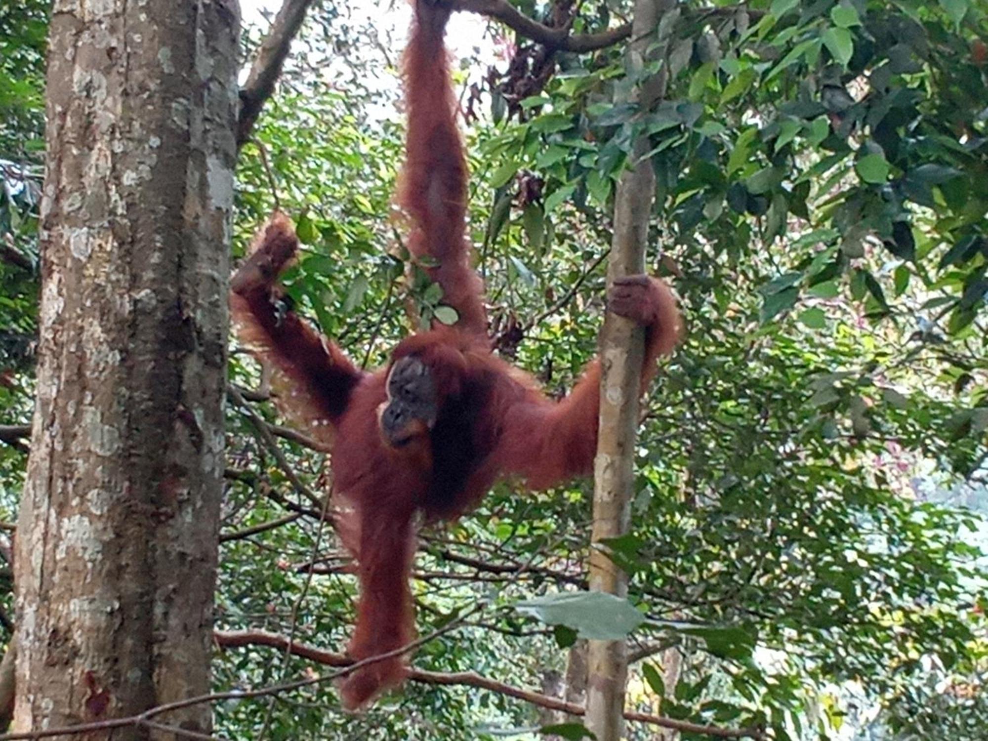 Jungle Treking & Jungle Tour If You Want To Stay Here,You Must Book Treking Only With Us Bukit Lawang Kültér fotó