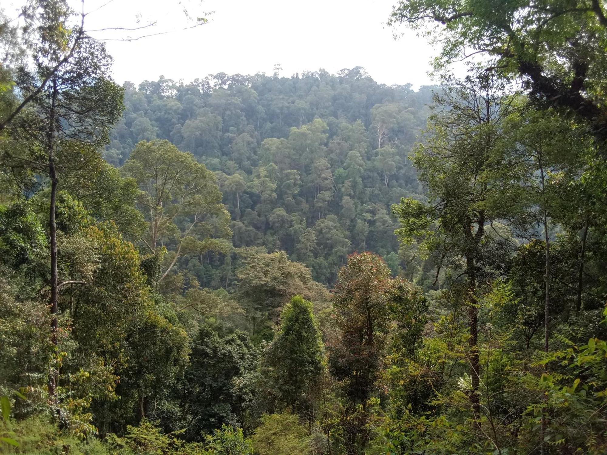 Jungle Treking & Jungle Tour If You Want To Stay Here,You Must Book Treking Only With Us Bukit Lawang Kültér fotó
