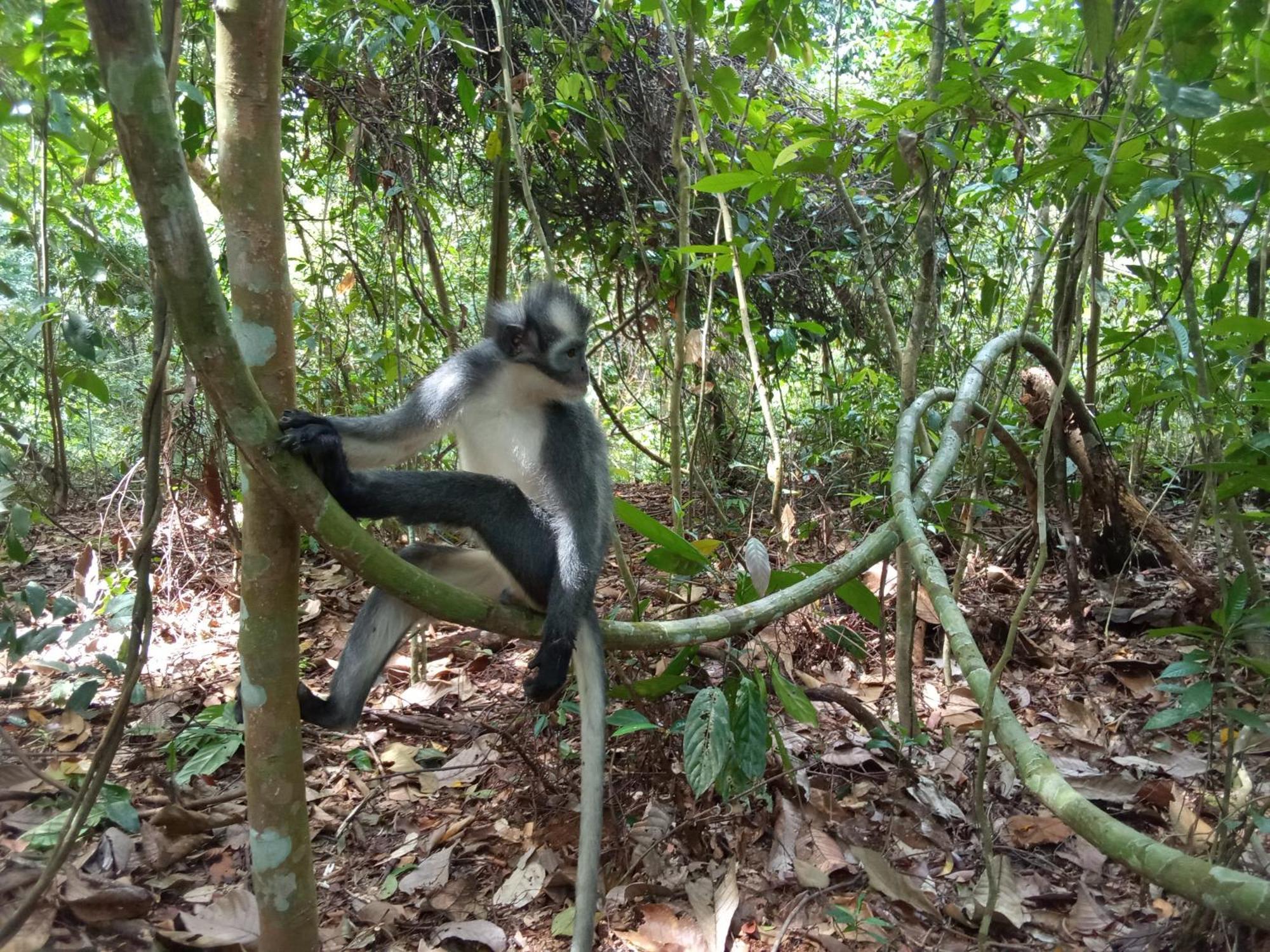 Jungle Treking & Jungle Tour If You Want To Stay Here,You Must Book Treking Only With Us Bukit Lawang Kültér fotó