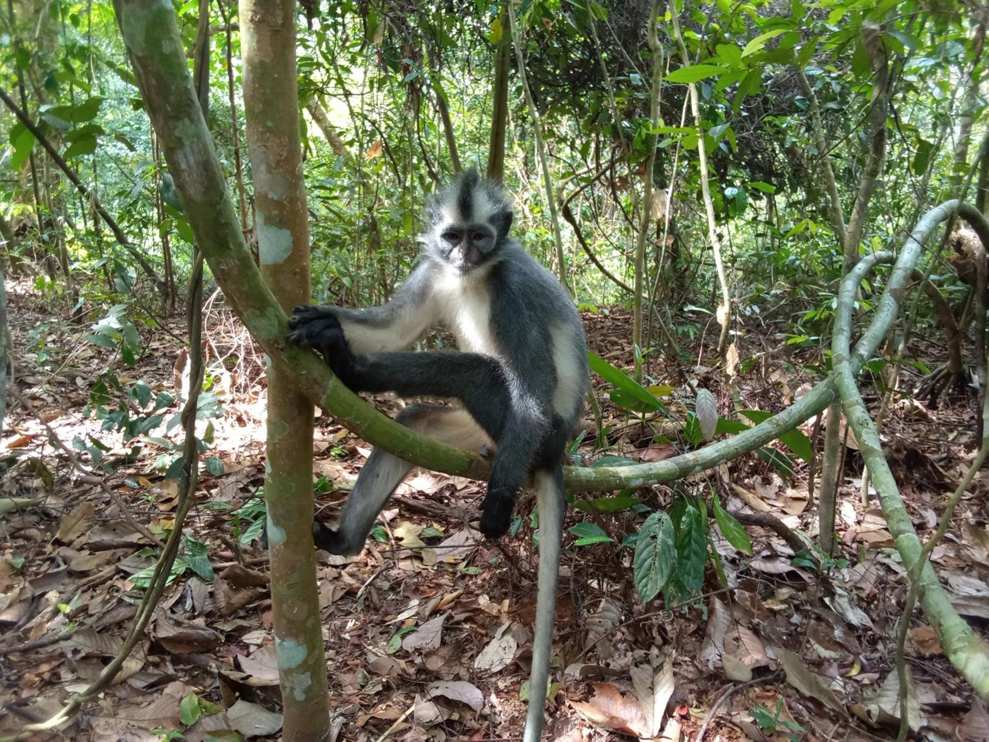 Jungle Treking & Jungle Tour If You Want To Stay Here,You Must Book Treking Only With Us Bukit Lawang Kültér fotó