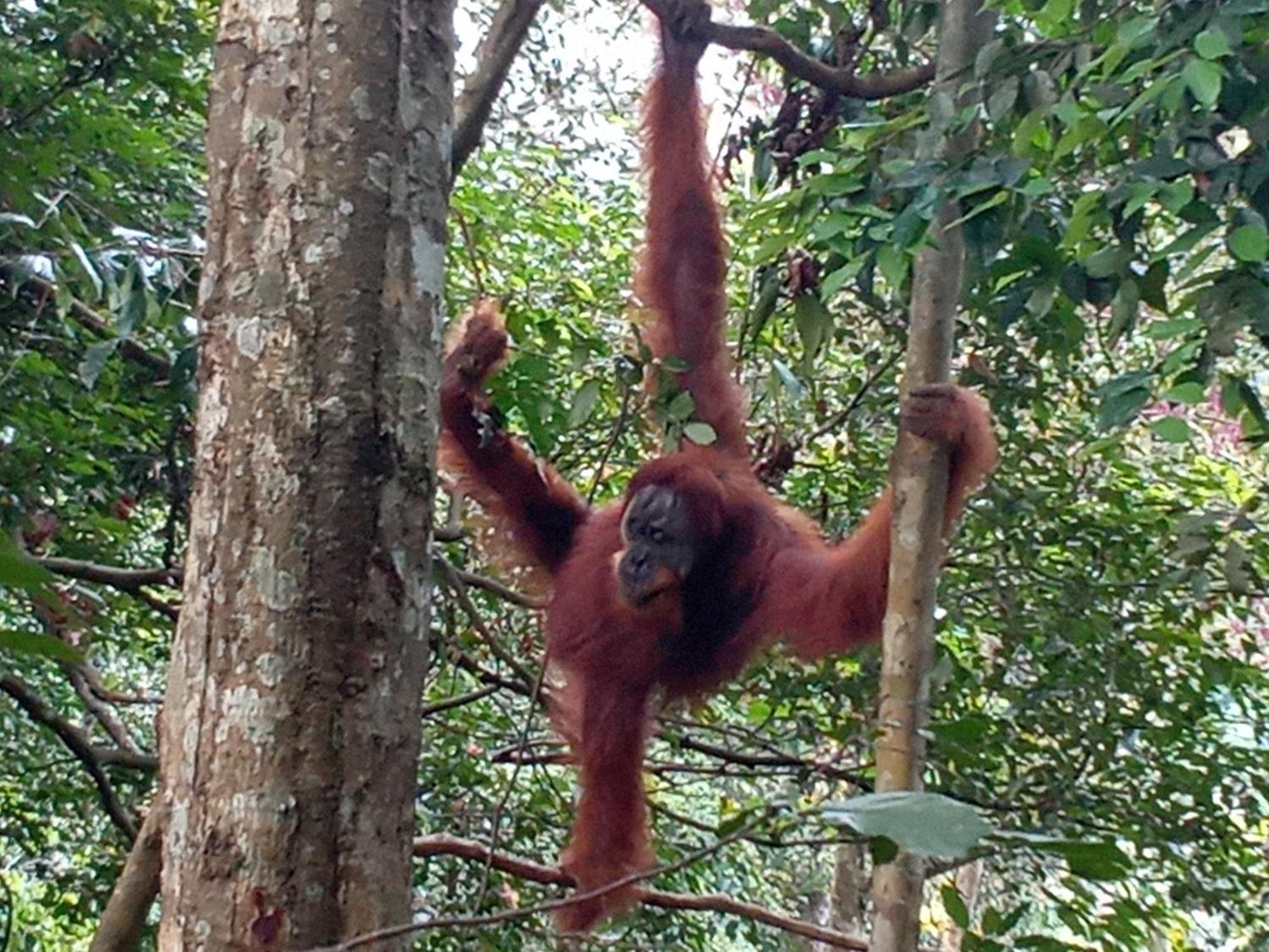 Jungle Treking & Jungle Tour If You Want To Stay Here,You Must Book Treking Only With Us Bukit Lawang Kültér fotó
