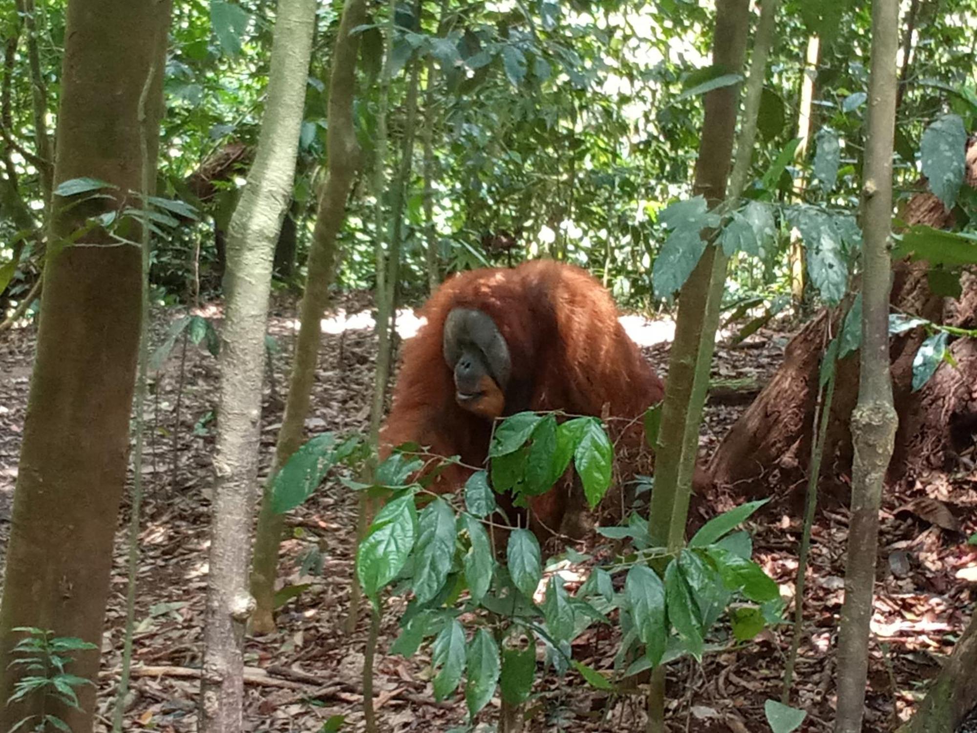 Jungle Treking & Jungle Tour If You Want To Stay Here,You Must Book Treking Only With Us Bukit Lawang Kültér fotó