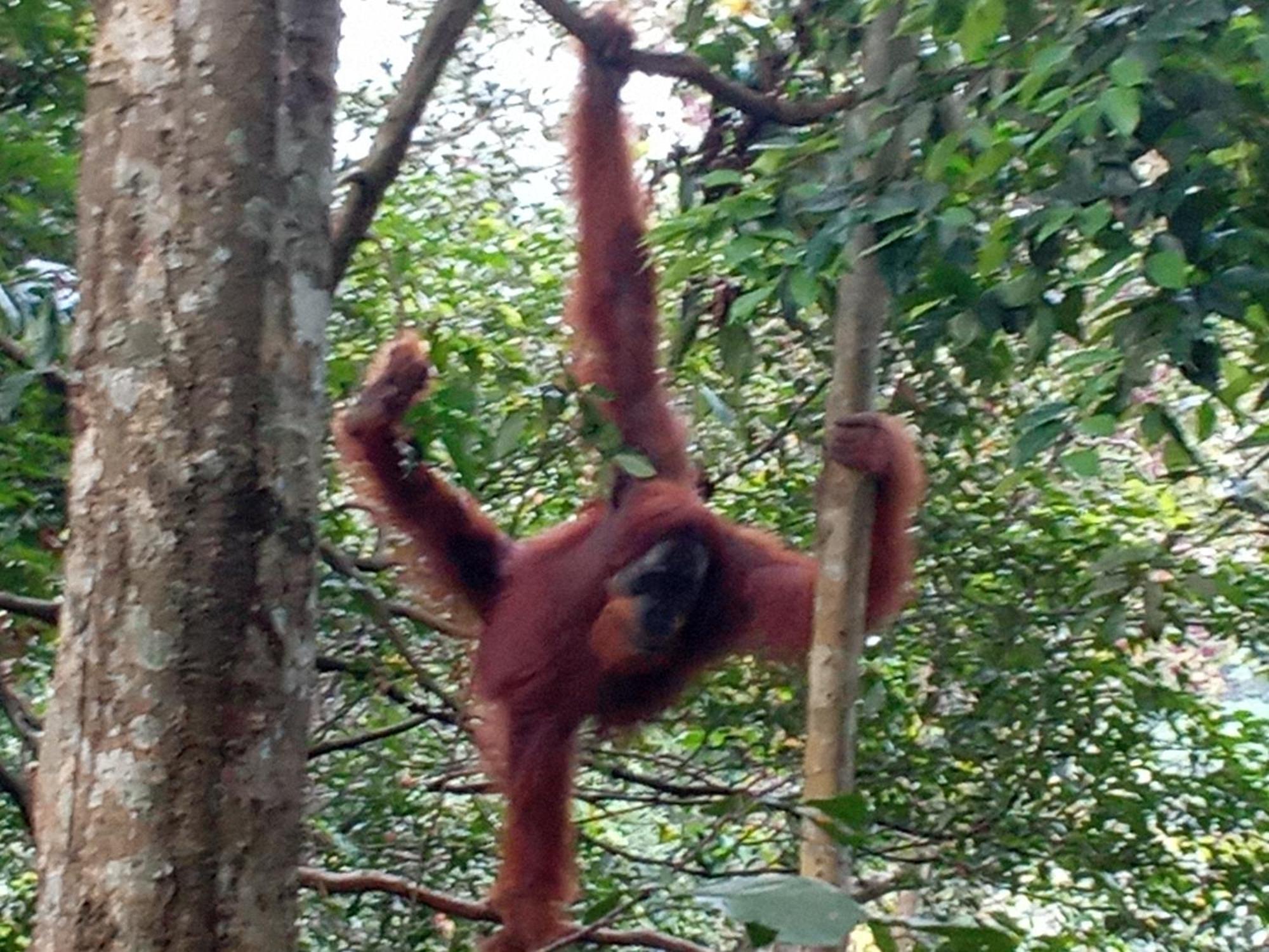 Jungle Treking & Jungle Tour If You Want To Stay Here,You Must Book Treking Only With Us Bukit Lawang Kültér fotó