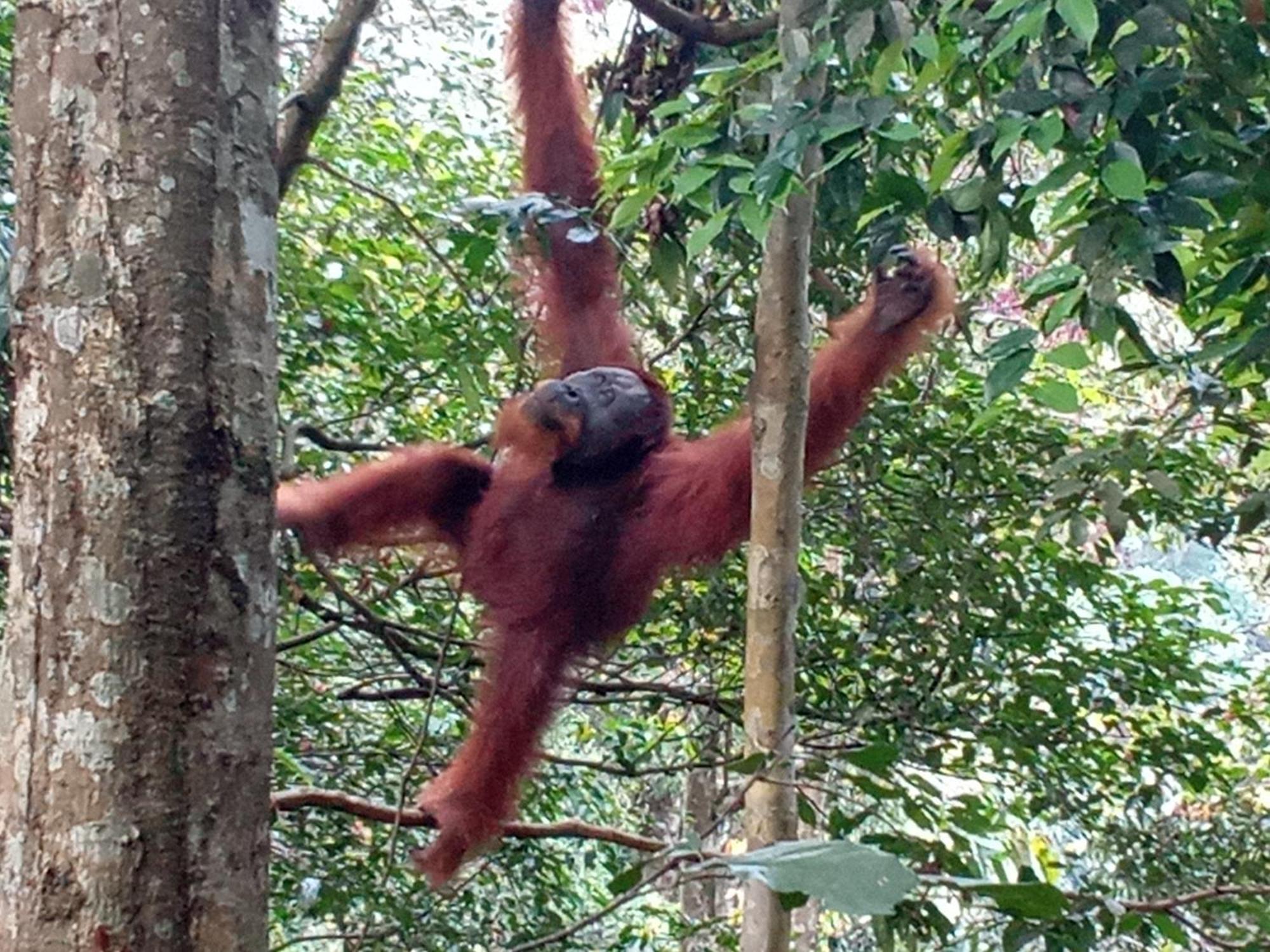 Jungle Treking & Jungle Tour If You Want To Stay Here,You Must Book Treking Only With Us Bukit Lawang Kültér fotó
